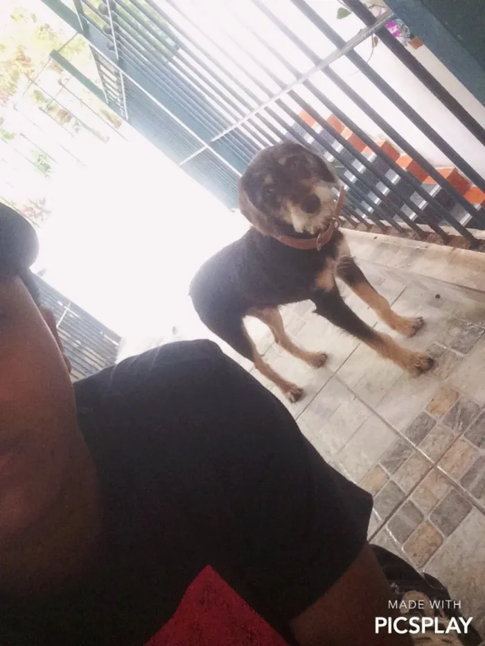 Cachorro ra a Mestiço idade 7 a 11 meses nome Toddy