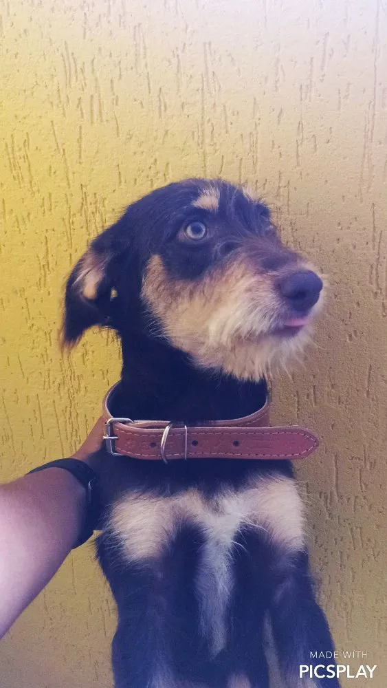 Cachorro ra a Mestiço idade 7 a 11 meses nome Toddy