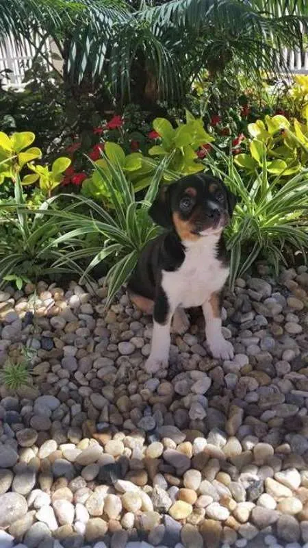Cachorro ra a Pinscher com basset idade Abaixo de 2 meses nome Jolli