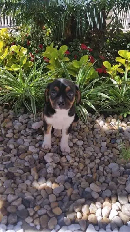 Cachorro ra a Pinscher com basset idade Abaixo de 2 meses nome Jolli