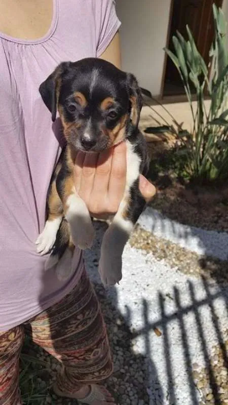Cachorro ra a Pinscher com basset idade Abaixo de 2 meses nome Jolli