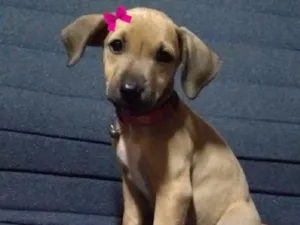 Cachorro raça SRD idade 2 a 6 meses nome Kiara