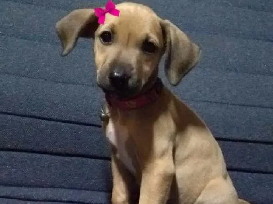 Cachorro ra a SRD idade 2 a 6 meses nome Kiara