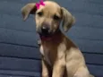 Kiara