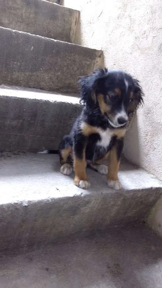 Cachorro ra a Vira lata idade 2 a 6 meses nome Espike