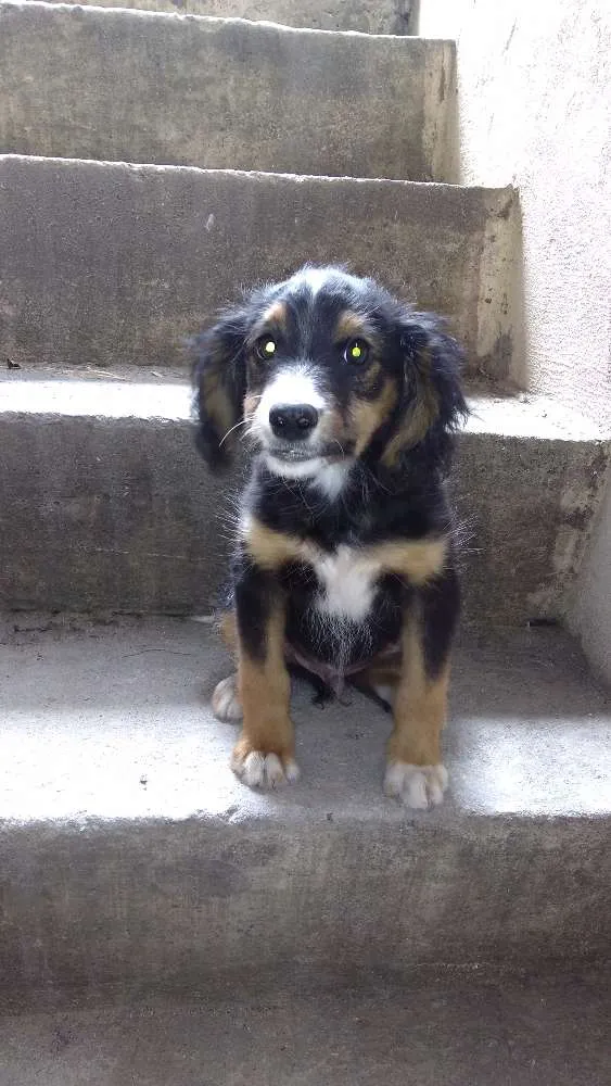 Cachorro ra a Vira lata idade 2 a 6 meses nome Espike