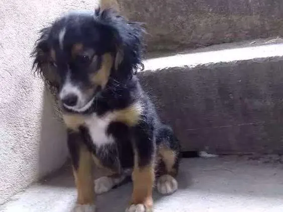 Cachorro ra a Vira lata idade 2 a 6 meses nome Espike