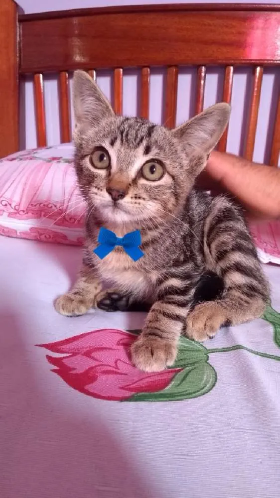 Gato ra a SRD idade 2 a 6 meses nome Melancia