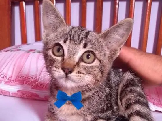 Gato ra a SRD idade 2 a 6 meses nome Melancia