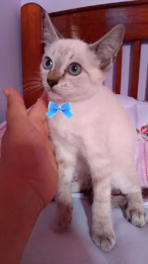 Gato raça SRD idade 2 a 6 meses nome Olaf