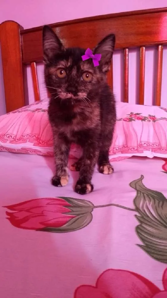 Gato ra a SRD idade 2 a 6 meses nome Cindy