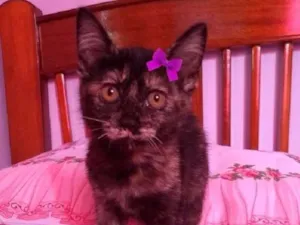 Gato raça SRD idade 2 a 6 meses nome Cindy