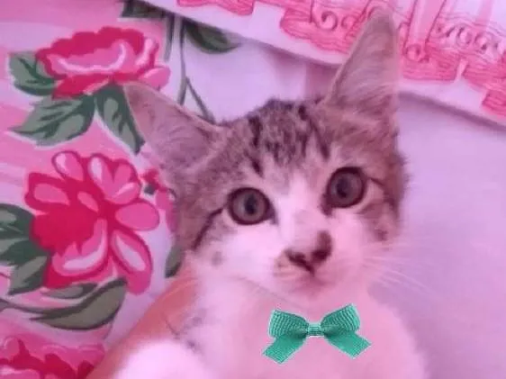 Gato ra a SRD idade 2 a 6 meses nome Oliver