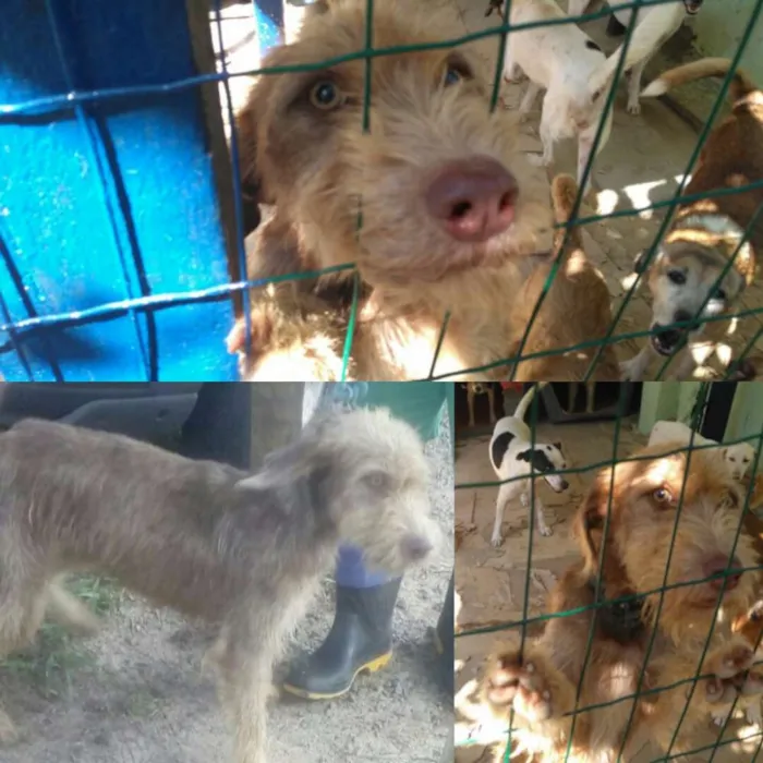 Cachorro raça SRD idade 1 ano nome Margarida