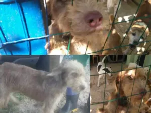 Cachorro raça SRD idade 1 ano nome Margarida