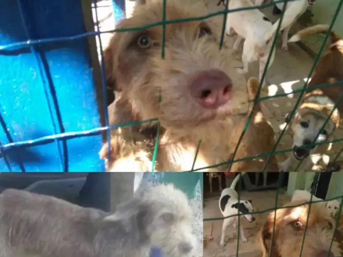 Cachorro raça SRD idade 1 ano nome Margarida