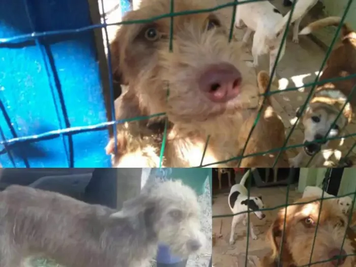 Cachorro raça SRD idade 1 ano nome Margarida