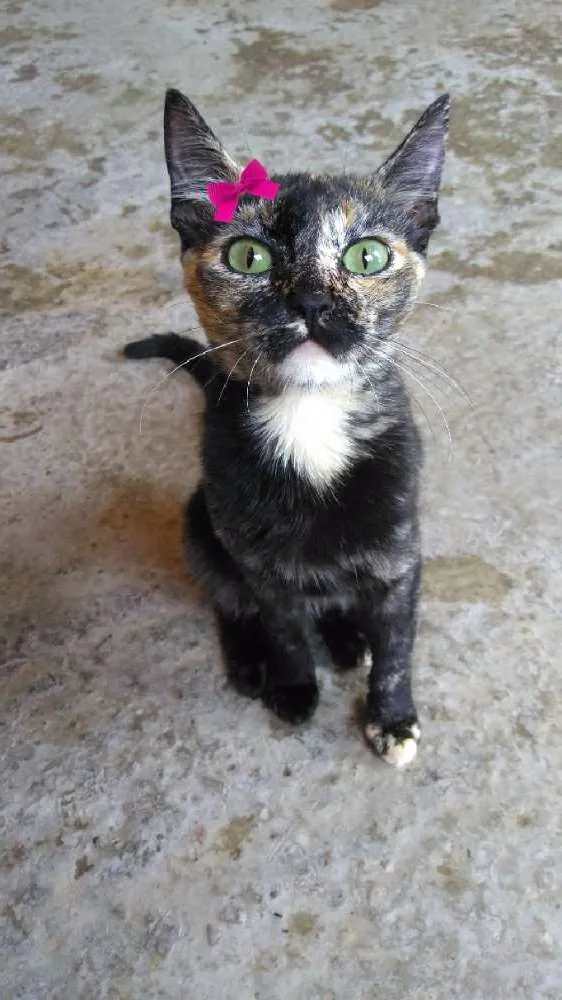 Gato ra a SRD idade 1 ano nome Lupita