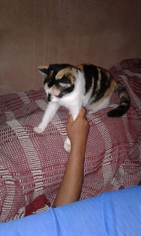 Gato ra a VIRA LATA idade 1 ano nome LARA