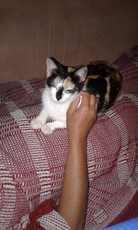 Gato ra a VIRA LATA idade 1 ano nome LARA