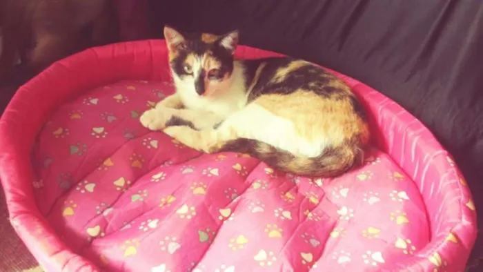 Gato ra a VIRA LATA idade 1 ano nome LARA