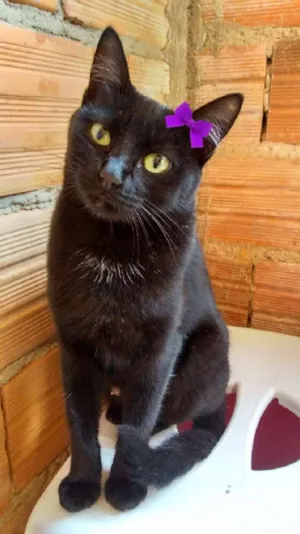 Gato raça SRD idade 1 ano nome Pantera