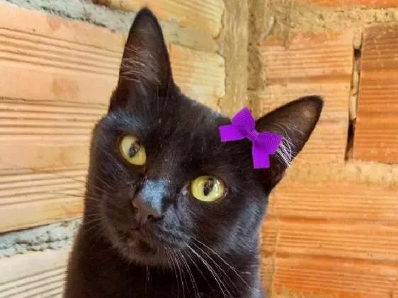 Gato ra a SRD idade 1 ano nome Pantera