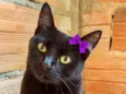 Pantera
