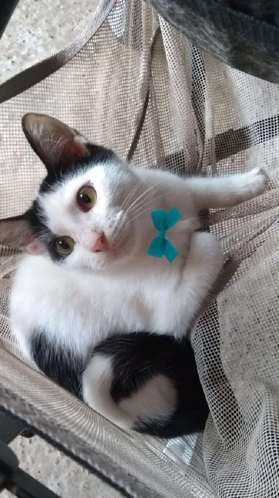 Gato ra a SRD idade 2 a 6 meses nome Frajola
