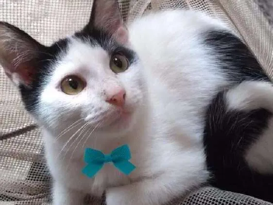 Gato ra a SRD idade 2 a 6 meses nome Frajola