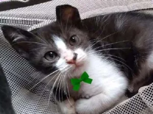 Gato raça SRD idade 2 a 6 meses nome Fred