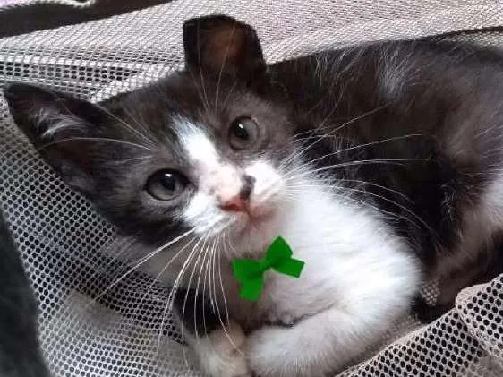 Gato ra a SRD idade 2 a 6 meses nome Fred