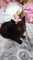 Bombom