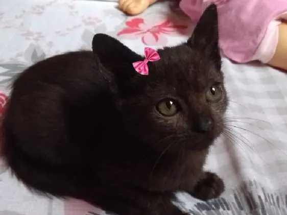 Gato ra a SRD idade 2 a 6 meses nome Bombom