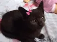 Bombom