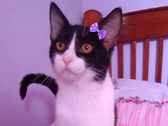 Gato ra a SRD idade 2 a 6 meses nome Baby