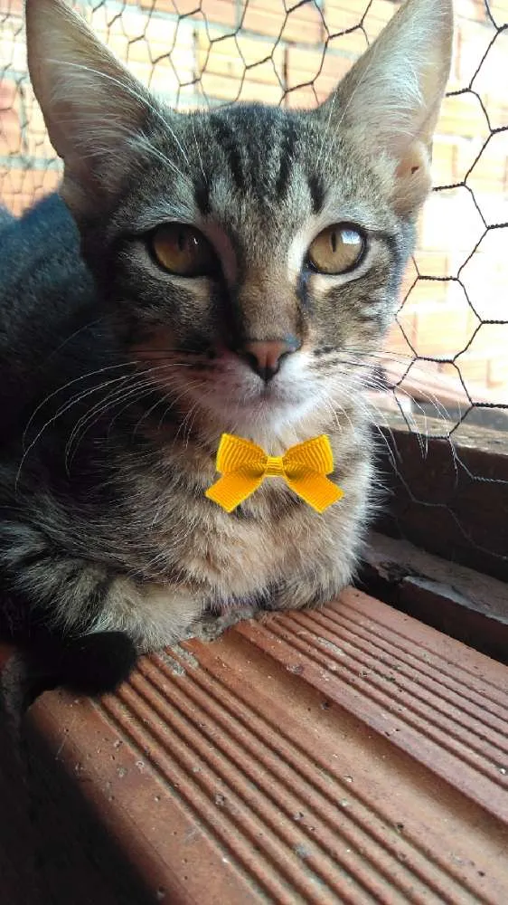 Gato ra a SRD idade 2 a 6 meses nome Tigre
