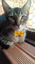 Tigre