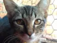 Tigre