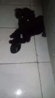 Pretinho