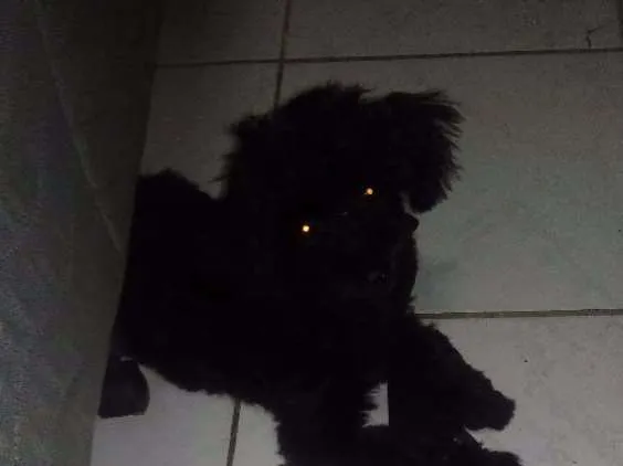 Cachorro ra a Poodle idade 2 a 6 meses nome Pretinho
