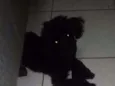 Pretinho