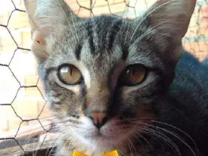 Gato raça SRD idade 2 a 6 meses nome Tigre