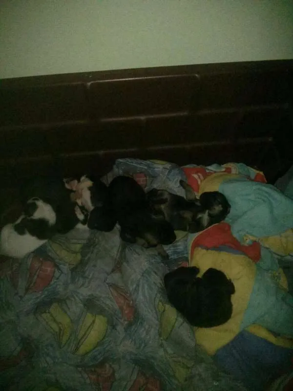 Cachorro ra a NAO SEI idade 1 ano nome NAO SEI