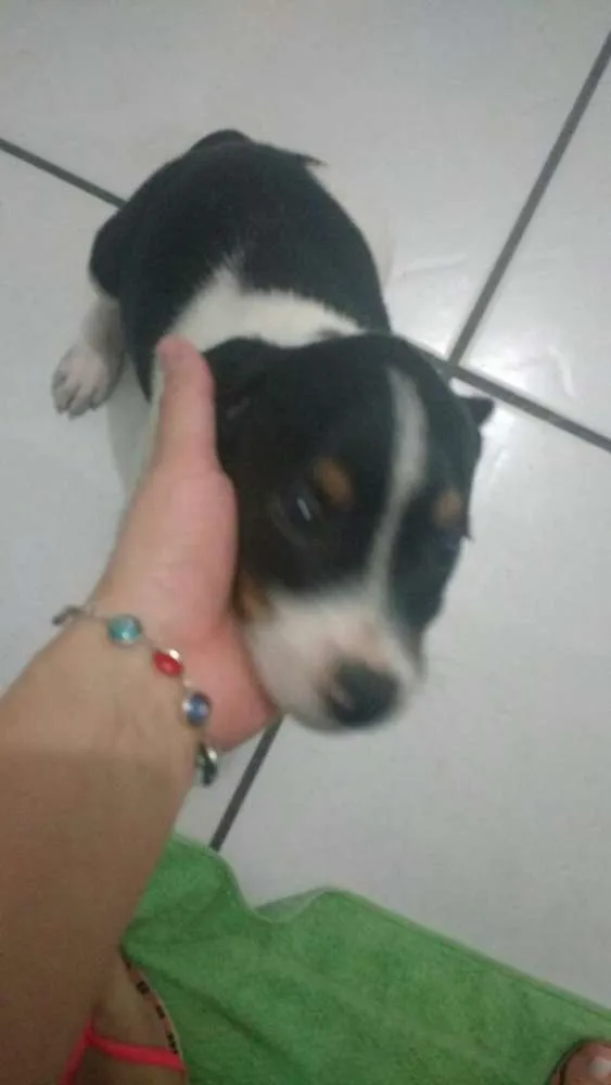 Cachorro raça SRD idade Abaixo de 2 meses nome NOME A DEFINIR