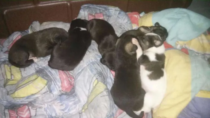 Cachorro ra a NAO SEI idade 1 ano nome NAO SEI