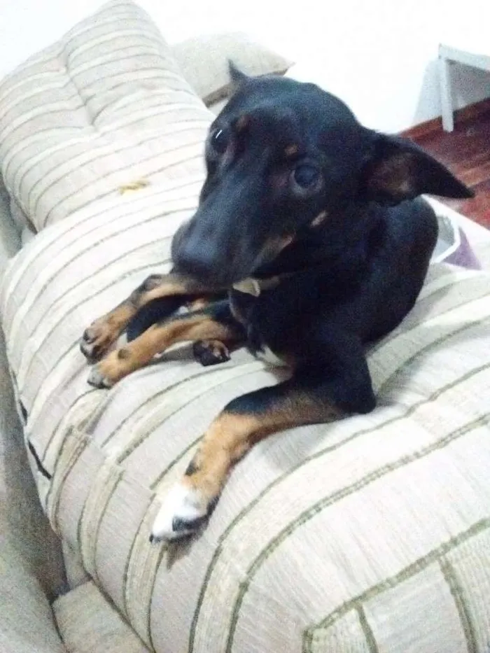 Cachorro ra a Vira-Lata idade 1 ano nome Lilica