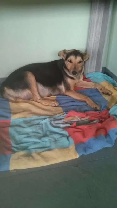 Cachorro ra a NAO SEI idade 1 ano nome NAO SEI