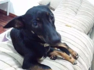 Cachorro raça Vira-Lata idade 1 ano nome Lilica