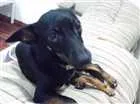 Cachorro raça Vira-Lata idade 1 ano nome Lilica